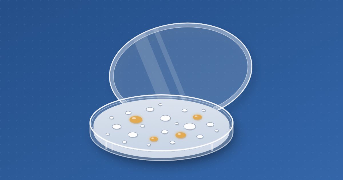 A petri dish of pale agar dotted with round white colonies of a few sizes and four glowing amber ones, its clear lid tilted against it.